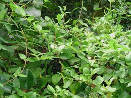 Image result for vines