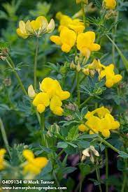 Lotus Corniculatus Bird S Foot Trefoil Wildflowers Of The Pacific Northwest Wild Flowers Flowers Canada Wildflower Garden