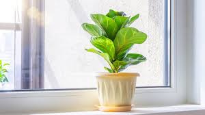Image result for Ficus