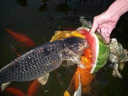 So i bought a very nice koi today and as always when u get home the koi aisnt the size u were told it was supposed to be 11 inches at the biggest i measure it and it's way to big so until infind a bigger pond i'm worried he will eat my smaller koi paid 75 for a beautiful aka bekko and i can't take it to the pet store cus it's way to nice so i'm lookin in the mean time will he eat the smaller ones? Koi Fish Blog Om Nom Nom Koi Fish Koi Fish