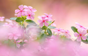 This hd wallpaper is about flowers periwinkle, original wallpaper dimensions is 3840x2160px, file this image is for personal desktop wallpaper use only, if you are the author and find this image is. Wallpaper Bokeh Catharanthus Roseus Pink Periwinkle Images For Desktop Section Cvety Download