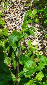 Image result for Adenostemma