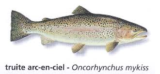 Poissons Et Habitats Trucha Peces Dibujos