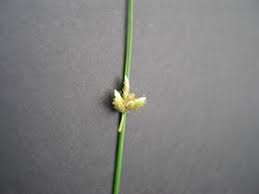 Image result for Cyperus maculatus
