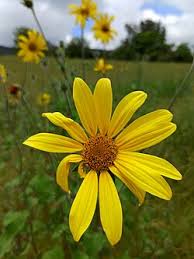 Image result for Tithonia