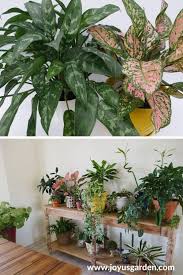 Bringing houseplants indoors for fall and winter is a great way to preserve your favorite plants, enjoy the attractive greenery they bring, and assure that they remain strong to survive the outdoors once. Winter Houseplant Care Key Points For Keeping Your Indoor Plants Alive