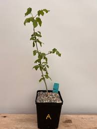 Image result for Cissus humbertii