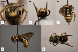 Image result for Mostuea batesii