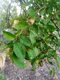 Image result for Spirostachys africana