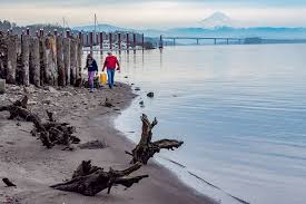 Addison Cochran, 12, and Jim Fenske search for trash along the shores of  the Columbia River during a Martin Luther King Jr. Day beach cleanup event 