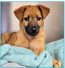 Texas rescued feline duo Tinkjoye and Gypsymarie