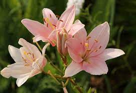 A community for 1 year. Yard And Garden Planting Lilies News