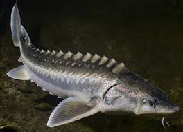It will be an enjoyable surprise for you to discover its glossy oceanic texture and light nutty taste. Why Farmed Sturgeon Is An Ocean Wise Choice Choices Markets