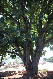 Image result for Ficus lutea