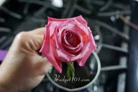 Then take the book, open it to the center, and cover the pages with a sheet of paper or waxed paper. Wax Dipped Flowers How To Preserve A Rose With Wax