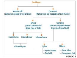 tissues class 9 ppt