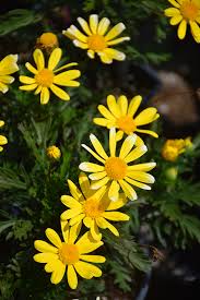 Image result for Euryops
