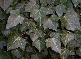 Image result for Hedera