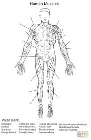 Charts provided for personal entertainment or informational use only. Printable Muscle Anatomy Chart Basic Muscle Chart Free Download Anak Bayi
