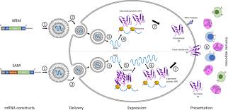 A new approach to medicine. The Promise Of Mrna Vaccines A Biotech And Industrial Perspective Npj Vaccines