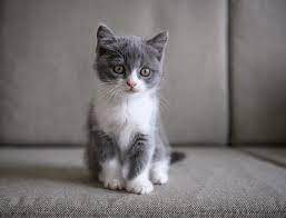A solution of one part water and one part vinegar can be used to clean walls and floors. Removing Cat Urine Odor From A Couch Thriftyfun