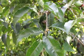 Image result for Mimusops obtusifolia