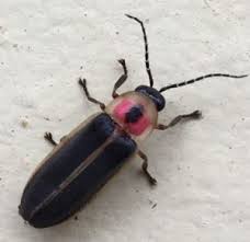 Firefly (Photinus pyralis) - Loudoun Wildlife Conservancy