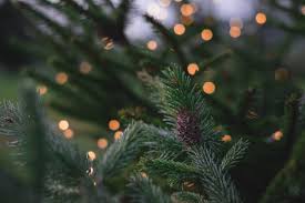 We did not find results for: 5298807 4896x3264 Forest Decor Gold Christmas Celebrate Nature House Cone Decoration Woodland Outdoor December Holiday Green Simple Spirit Bokeh Tree Lights Free Images Home Mocah Hd Wallpapers