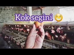 Manfaat telur ayam kampung tidak jauh berbeda dari telur ayam ras. Waktu Ngecek Ayam Menemukan Telur Ayam Terkecil Di Dunia Youtube