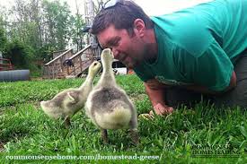How to raise a goose in your backyard: Homestead Geese Easy To Care For Barnyard Protectors And Weed Eaters