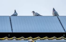 Find out how to get rid of them and prevent them from returning. How To Stop Pigeons Nesting Under Solar Panels 6 Methods Pigeonpedia
