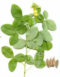 Image result for Crotalaria incana