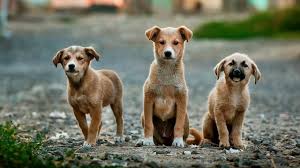 They come in three grades (1, 2, or 3). Ancient Cancer Has Been Spreading Among Domesticated Dogs For The Past 6 000 Years Technology News Firstpost