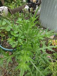 Image result for Berkheya bipinnatifida