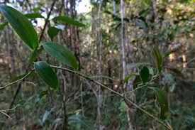 Image result for Smilax anceps