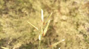 Image result for Eragrostis inamoena