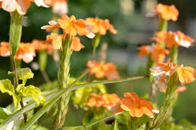 Image result for Crossandra puberula