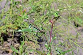 Image result for Sonchus wilmsii