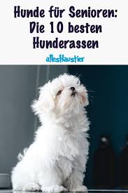 diese 10 hunderassen sind fur senioren geeignet hunderassen hunde beste hunderassen