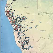 Image result for Petalidium englerianum