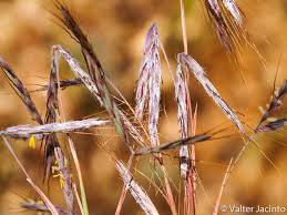 Image result for Hyparrhenia