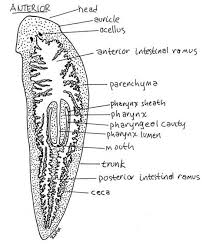 Diagram of liver fluke with label. Diagram Of Liver Fluke With Label Morphology Of Liver Flukes With Diagram From Breaking News And Entertainment To Sports And Politics Get The Full Story With All The Live Commentary
