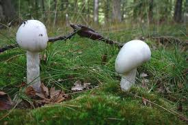 Speisepilze Und Ihre Giftigen Doppelganger Nabu Niedersachsen