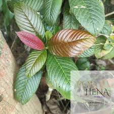 Image result for Tetracera