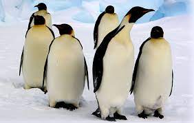 The emperor penguin (aptenodytes forsteri) is the tallest and heaviest of all living penguin species and is endemic to antarctica. 10 Facts About Emperor Penguins National Geographic Kids