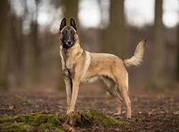 Langhaarig sind der schwarze groenendael und der rotbraune tervueren, rauhhaarig der laeken und kurzhaarig der malinois. Malinois Rasseportrait Im Hunde Magazin Zooroyal Magazin