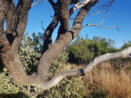 Image result for Ozoroa paniculosa