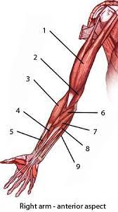 The worksheets are offered in developmentally appropriate versions for kids of different ages. Pin On Anatomy Aesthetic