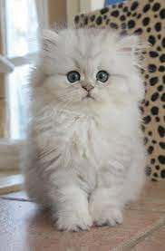 Young kittens will lose body heat and die if not kept warm. Cats And Kittens Free To Good Home Lps Cats And Kittens Ebay Beautiful Cats Kittens Cutest Cute Cats