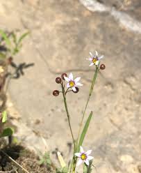 Image result for Sisyrinchium micranthum